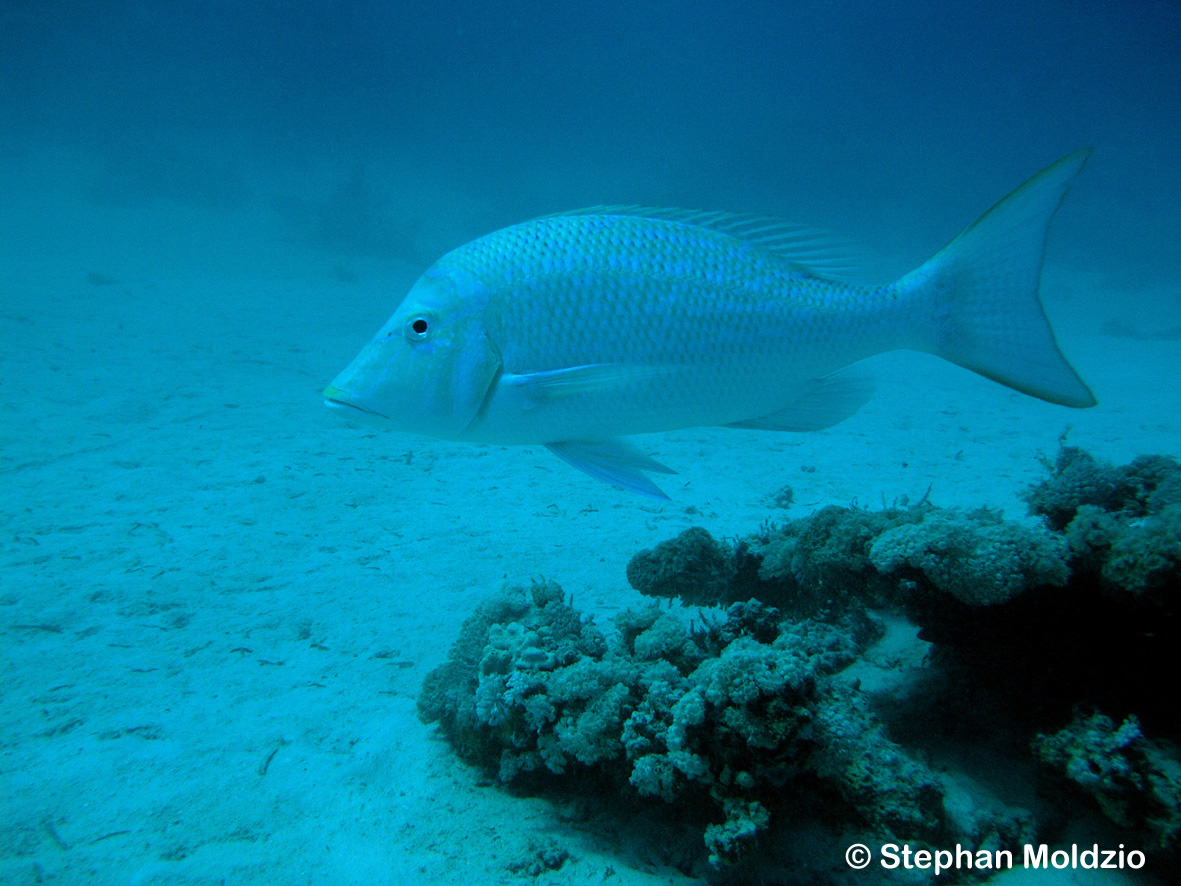 PER9 Lethrinus nebulosus PA073093.jpg